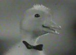 Saturnin