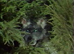 Pierre et le Loup <i><span>(1982)</span></i>